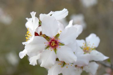  Beyaz badem ağacı çiçek