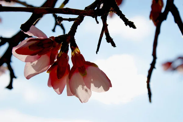 Almond Tree Flowers Light Blue Sky Clouds Background — Stock Photo, Image
