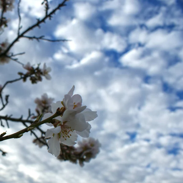 Flores Almendro Con Cielo Azul Con Fondo Nubes — Foto de Stock