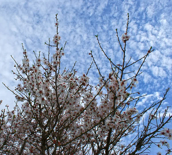 Kwiatów Drzewo Migdałowe Błękitne Niebo Chmur Tło — Zdjęcie stockowe