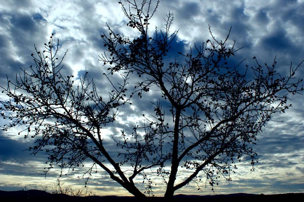 Almond tree flowers with dark blue sky with clouds background