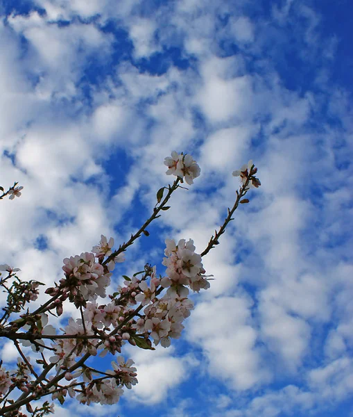 Flores Almendro Con Cielo Azul Con Fondo Nubes — Foto de Stock