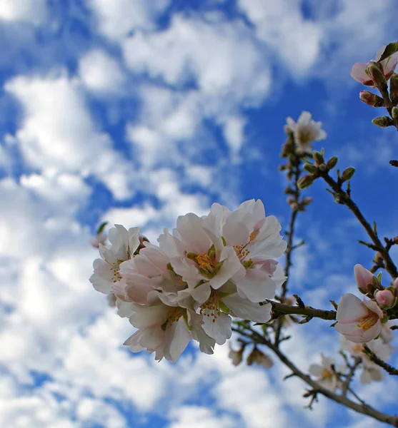 Flores Almendro Con Cielo Azul Con Fondo Nubes — Foto de Stock