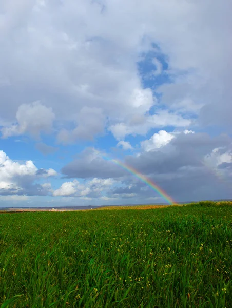 Gökkuşağının Üstünde Üzüm Zeytin Yeşil Buğday Alanları — Stok fotoğraf