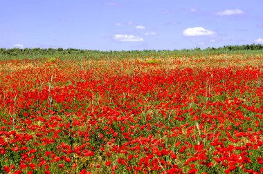 Bahar çayır üzerinde kırmızı haşhaş