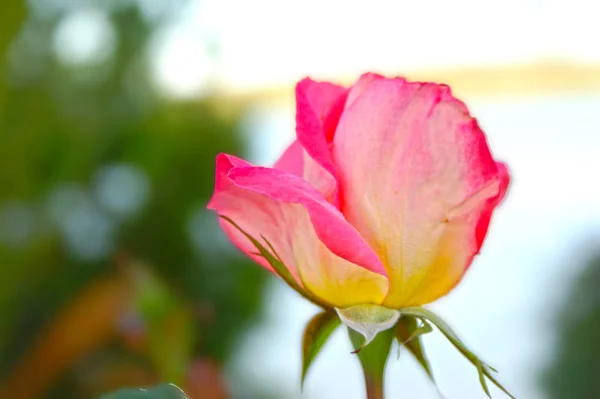 Prachtige Roze Gele Roos Closeup — Stockfoto