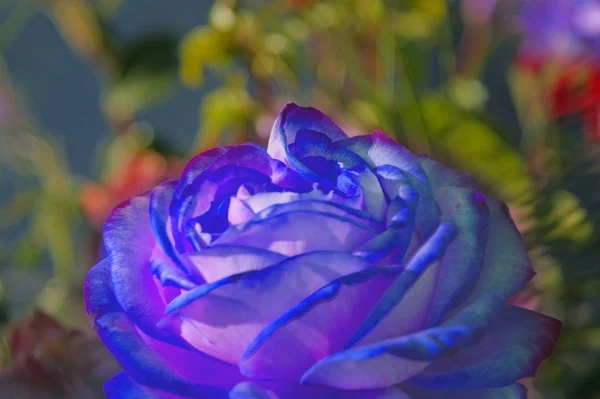 Hermosa Rosa Azul Primer Plano — Foto de Stock