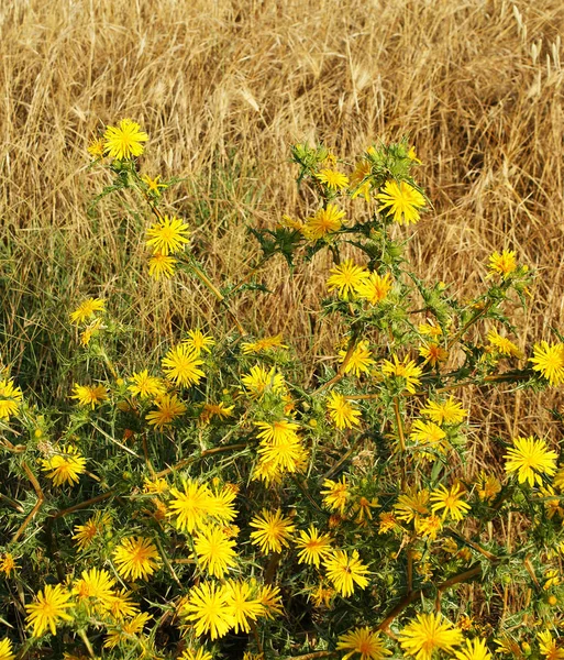 Sárga Bogáncs Virág Nyáron — Stock Fotó