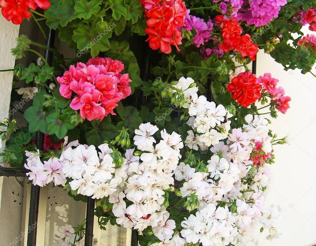 White, red geraniums and fuchsias on a window