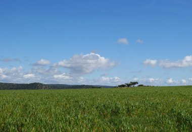 Holm oaks ile yeşil mera güzel manzara