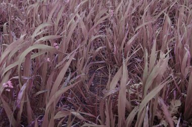 Alan yaz aylarında kuruluk