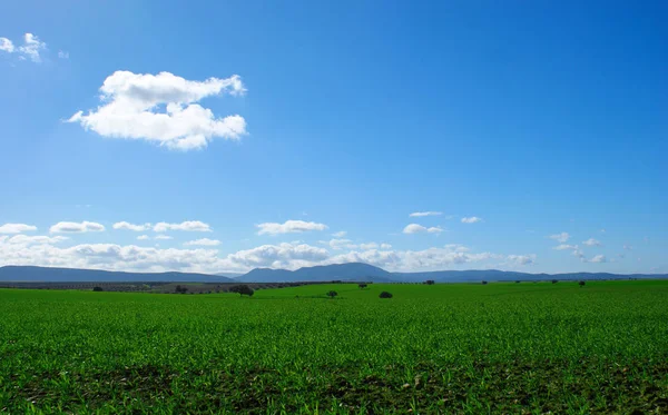 Prachtige Landschap Van Groene Weide Met Steeneiken — Stockfoto