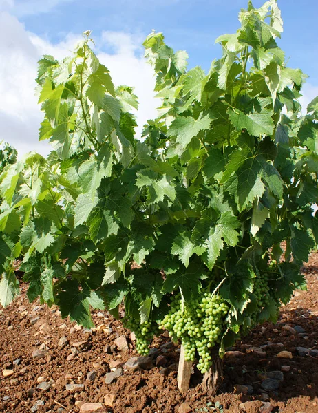 Gros Plan Cep Vigne Dans Vignoble Avec Ciel Bleu Nuages — Photo