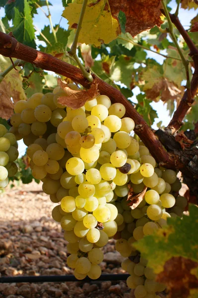 Grappes Raisins Blancs Sur Vigne — Photo