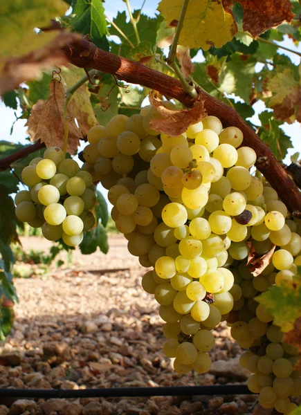 Clusters Van Witte Druiven Van Wijnstok — Stockfoto