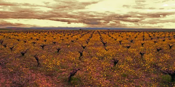 Жовті Квіти Між Виноградниками Виноградників — стокове фото