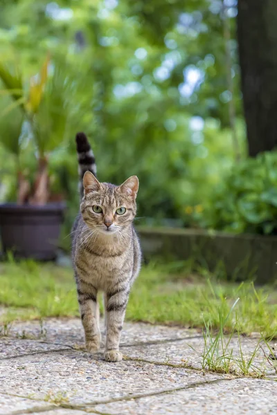 Kočka Divoká Krása Chůzi Zahradě — Stock fotografie