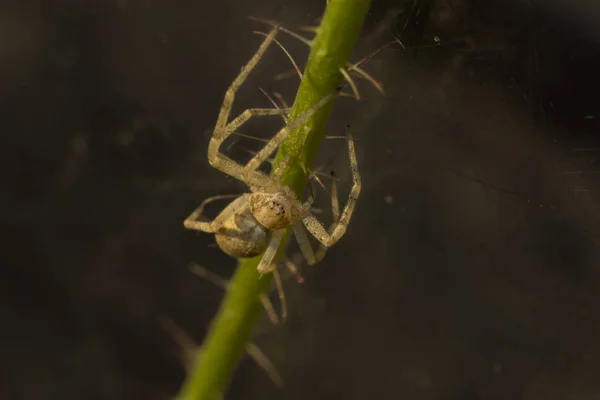 그것은이 생물의 아름다움 거미의 가까이 — 스톡 사진