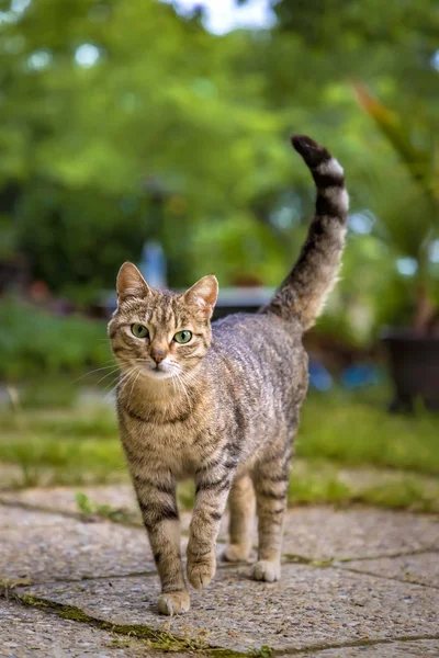 bahçede yürüyüş güzellik kedi. Dikey görünüm.