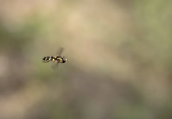 Schönheit Fliegt Biene Der Luft Schließen — Stockfoto