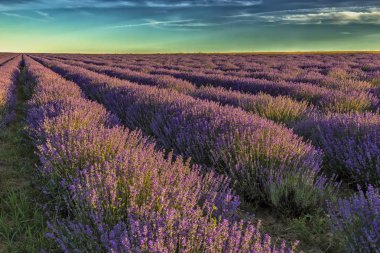 Gün görünümü lavanta alan satır güzel manzara