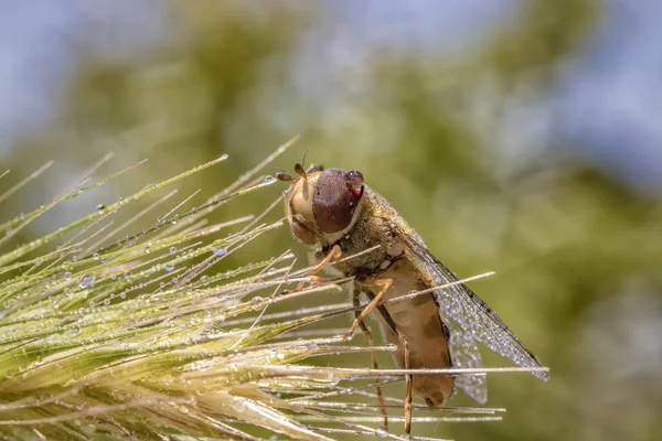 Abeja Una Flor Con Gotas Rocío —  Fotos de Stock