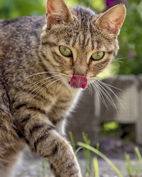 Chat Sauvage Avec Langue Après Délicieux Repas Gros Plan — Photo