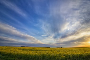 Güzel gökyüzü ve kolza tohumu alanı, doğal gün yatay 