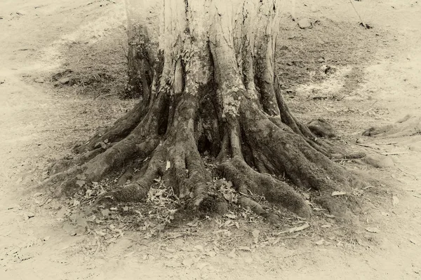 vintage photo of a tree roots in a forest. Close up