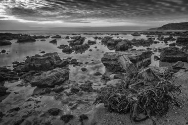 b büyük ahşap kök güzellik siyah beyaz kayalık sahil şeridine