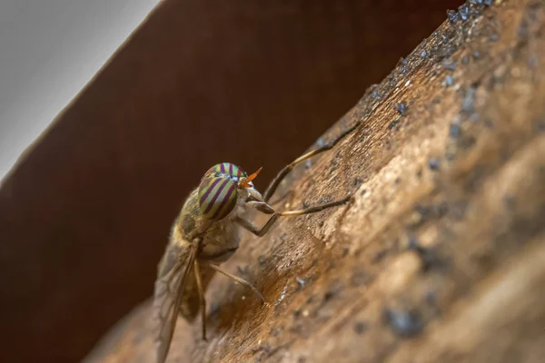 Los Miles Ojos Una Hembra Rayas Mosca Caballo Tabanus Lineola —  Fotos de Stock