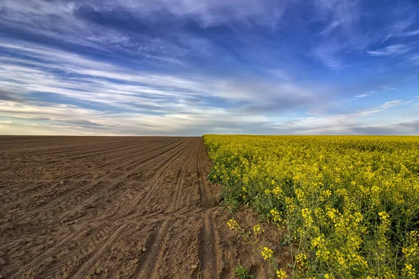 Hermoso Paisaje Rural Campo Sin Cultivar Floración Violación — Foto de Stock