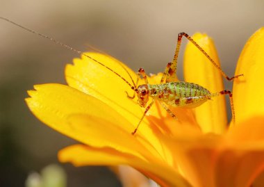 Sarı bir çiçek üzerinde küçük bir yeşil çekirge şaşırtıcı makro. Yakın çekim