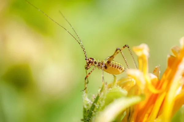 Erstaunliches Makro Einer Kleinen Bunten Heuschrecke Auf Einer Gelben Blume — Stockfoto