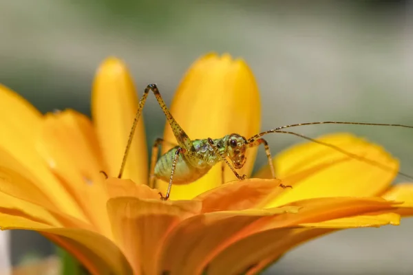 Erstaunliches Makro Einer Kleinen Grünen Heuschrecke Auf Einer Gelben Blume — Stockfoto