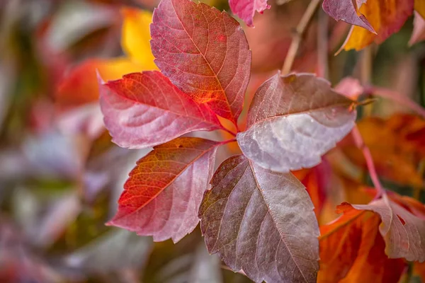 Beauty Autumn Colors Amazing Colorful Leaves — Stock Photo, Image