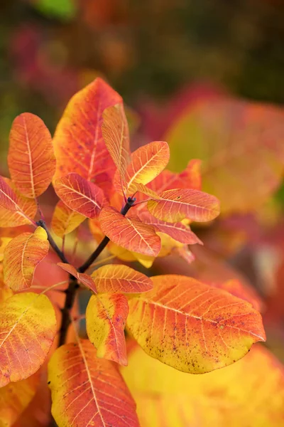 Die Schönheit Der Herbstfarben Erstaunlich Bunte Blätter — Stockfoto