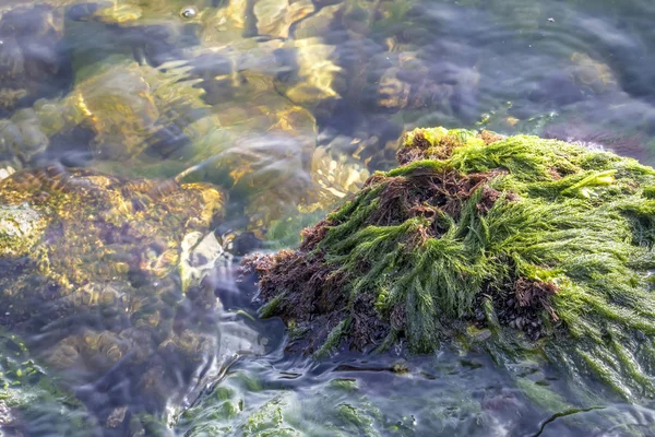 Вид Морські Скелі Морським Мохом Перегляд Дня — стокове фото