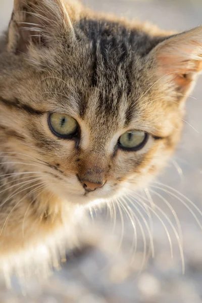 Şirin Küçük Kedi Portresi Yakın Çekim — Stok fotoğraf