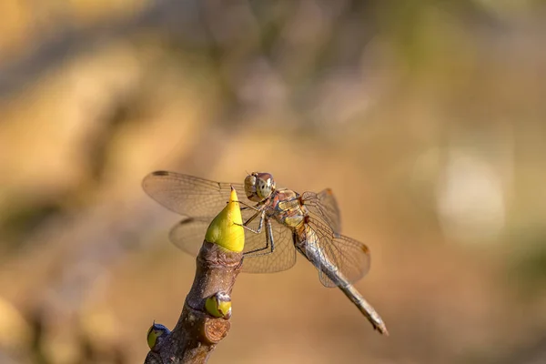 Hermosa Macro Libélula Sentada Una Ramita Una Libélula Insecto Perteneciente —  Fotos de Stock