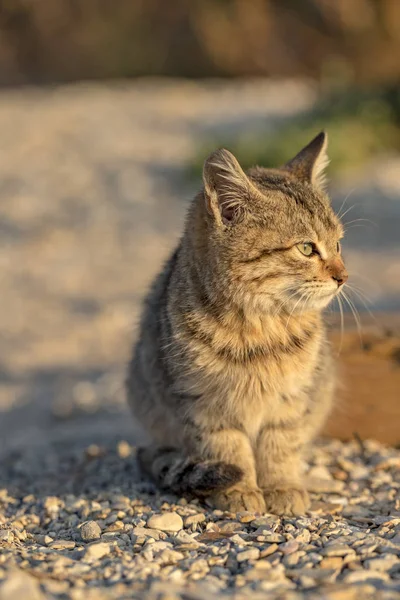 Yerde Oturan Sevimli Sokak Kedi Yavrusu Arka Plan Bulanık — Stok fotoğraf