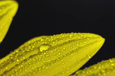 Birçok su damlaları ile güzel bir sarı yaprak görünümü Kapat.