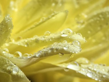 Su damlaları ile bir güzel sarı kasımpatı çiçek görünümü Kapat.