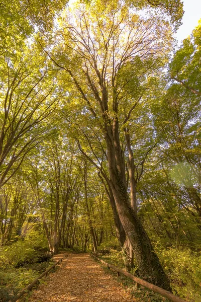 Csodálatos Őszi Őszi Levelek Színes Parkban Őszi Táj — Stock Fotó