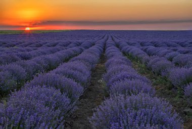 Lavanta alan gündoğumu veya günbatımı ile muhteşem manzara