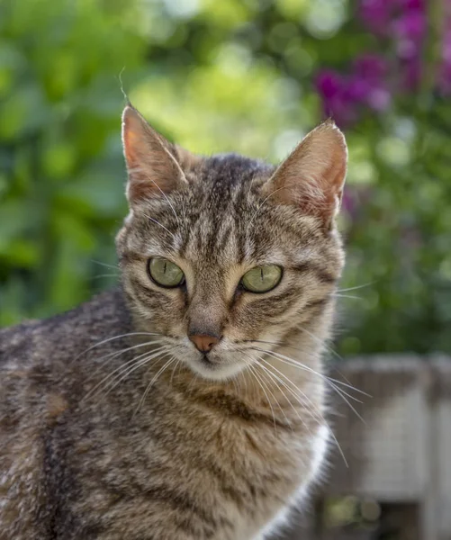 Portrait Chat Sauvage Beauté Aux Yeux Verts Dans Jardin — Photo