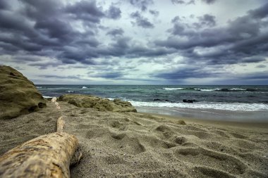 Ağaç dalı güzellik pastoral görünümünü bulutlu gün plajda