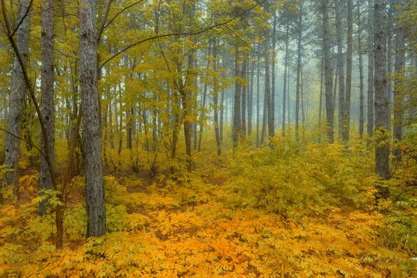 View inside of the autumn foggy forest on the trees. Scenic foggy landscape