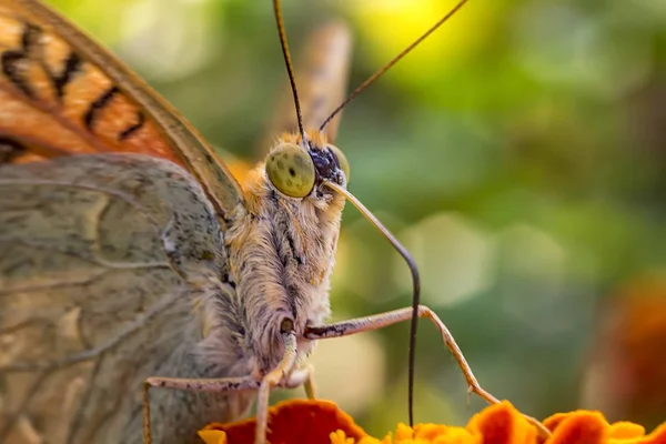 Schöner Schmetterling Auf Einer Blume Trinkt Nektar Nahaufnahme — Stockfoto