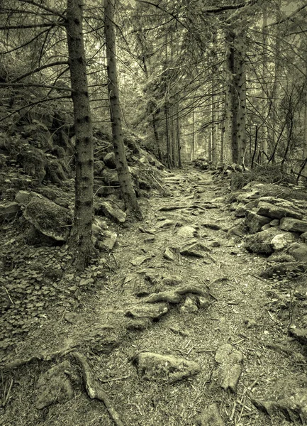 Erstaunliche Waldwurzeln Aus Holz Boden Schwarz Weiß — Stockfoto